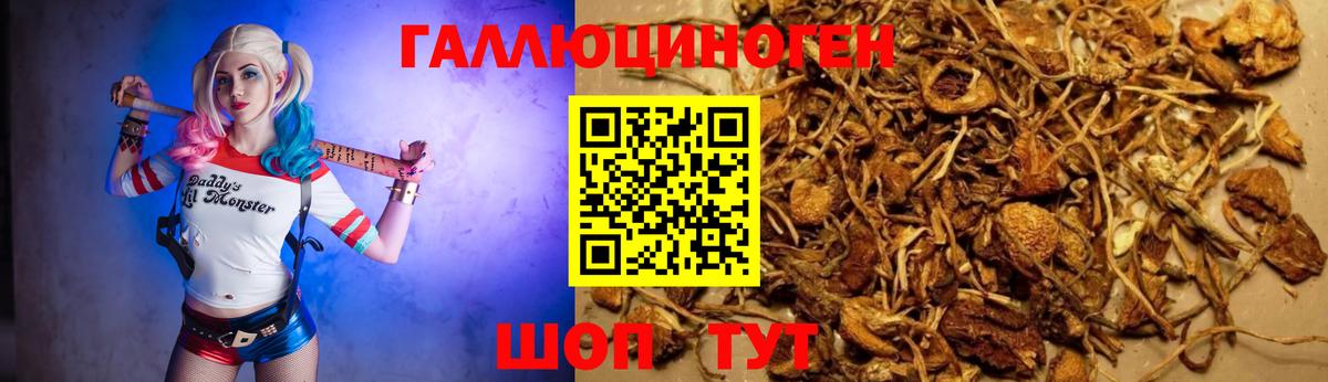 Псилоцибиновые грибы Psilocybine cubensis Арсеньев